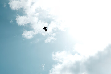 Naklejka na ściany i meble 水色の空と黒い鳥 Light blue sky and black bird