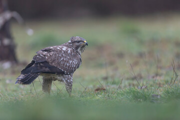 Common Buzzard Buteo buteo in close view