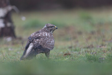 Common Buzzard Buteo buteo in close view