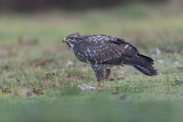 Fototapeta premium Common Buzzard Buteo buteo in close view