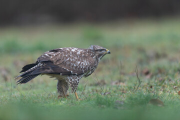 Common Buzzard Buteo buteo in close view