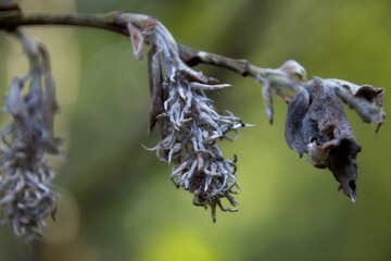 flowers on a branch