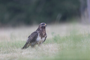 Common Buzzard Buteo buteo in close view
