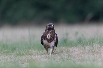 Common Buzzard Buteo buteo in close view