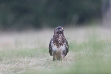 Common Buzzard Buteo buteo in close view