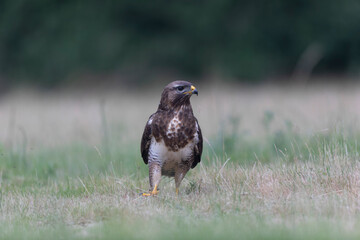 Common Buzzard Buteo buteo in close view
