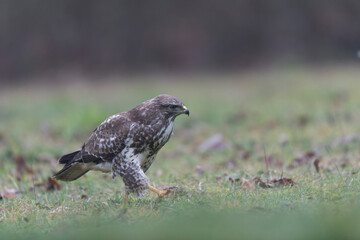 Common Buzzard Buteo buteo in close view