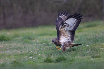 Common Buzzard Buteo buteo in close view