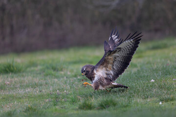 Common Buzzard Buteo buteo in close view