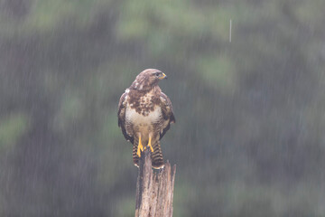 Common Buzzard Buteo buteo in close view