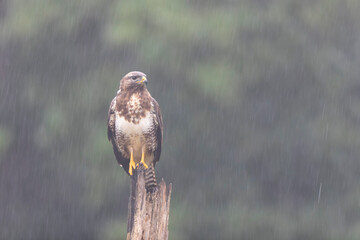 Common Buzzard Buteo buteo in close view