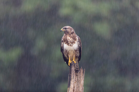 Common Buzzard Buteo buteo in close view - Powered by Adobe