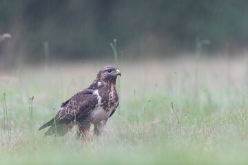 Common Buzzard Buteo buteo in close view