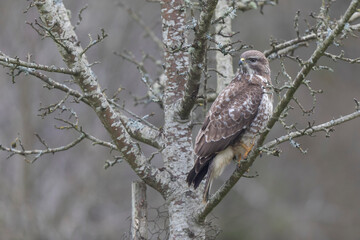 Common Buzzard Buteo buteo in close view