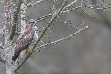 Common Buzzard Buteo buteo in close view