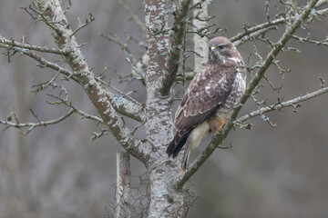 Common Buzzard Buteo buteo in close view