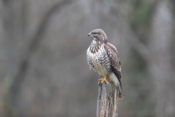 Common Buzzard Buteo buteo in close view