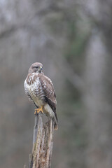 Common Buzzard Buteo buteo in close view