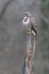 Common Buzzard Buteo buteo in close view