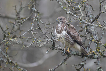 Common Buzzard Buteo buteo in close view