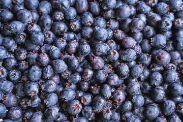 Garden purple berry. Shadberry. Nature breakfast vegan ingredient. Fresh summer food. Round sweet texture
