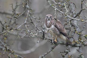 Common Buzzard Buteo buteo in close view