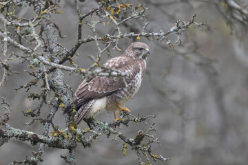 Common Buzzard Buteo buteo in close view