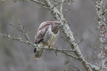 Common Buzzard Buteo buteo in close view