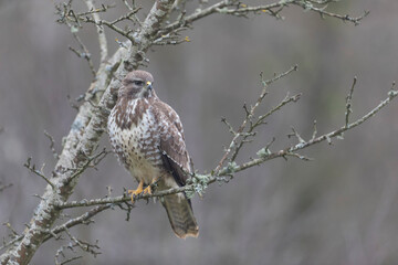 Common Buzzard Buteo buteo in close view
