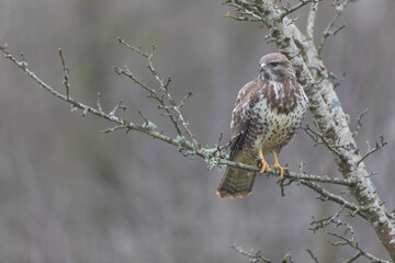 Common Buzzard Buteo buteo in close view