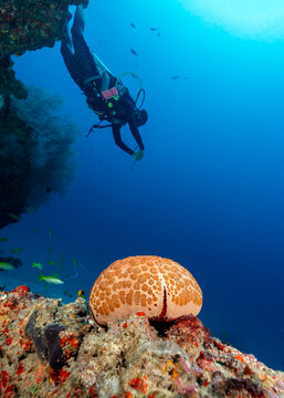 Cushion seastar, Culcita novaeguineae, with one diver in the background