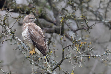 Common Buzzard Buteo buteo in close view