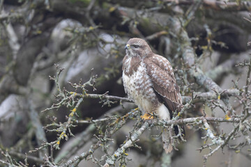 Common Buzzard Buteo buteo in close view