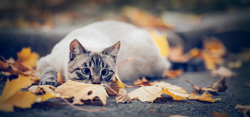 Portrait of a Thai cat in nature.  A Thai cat walks in autumn leaves. Cat and autumn.