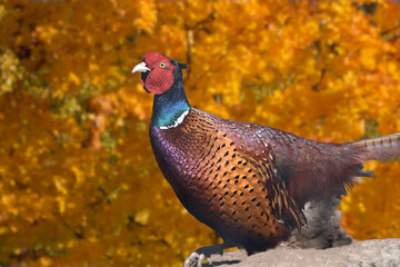 Pheasant rooster flitting among the stones against the background of golden leaves