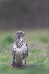 Common Buzzard Buteo buteo in close view