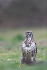 Common Buzzard Buteo buteo in close view