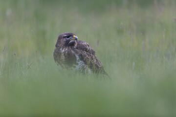 Common Buzzard Buteo buteo in close view