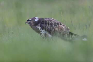 Common Buzzard Buteo buteo in close view