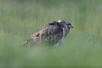 Common Buzzard Buteo buteo in close view