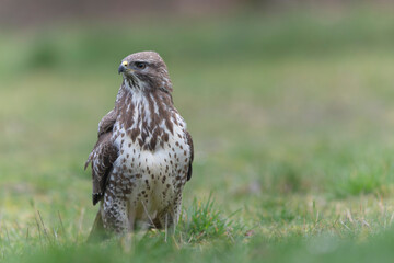 Common Buzzard Buteo buteo in close view