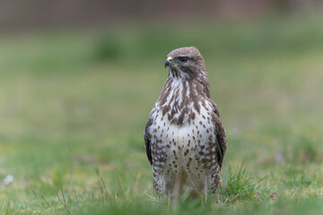Common Buzzard Buteo buteo in close view