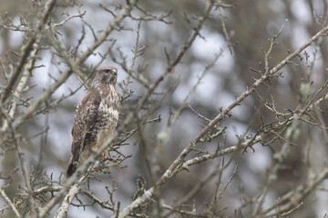 Common Buzzard Buteo buteo in close view