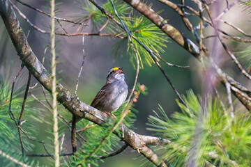 White-throated Sparrow singing in a pine tree. 