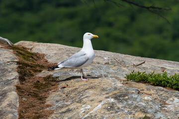 Herring Gull standing on a lichen and moss-covered granite rock 