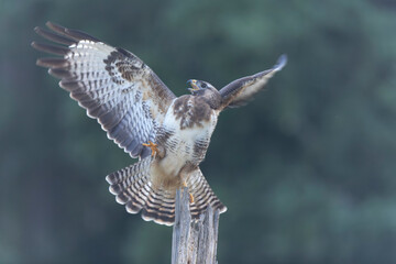 Common Buzzard Buteo buteo in close view