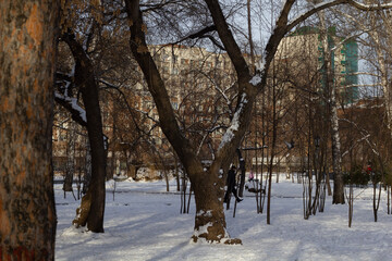 trees in winter