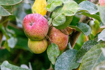 Manzanas Fuji colgando de la rama del árbol