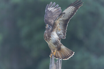 Common Buzzard Buteo buteo in close view