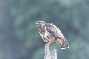 Common Buzzard Buteo buteo in close view